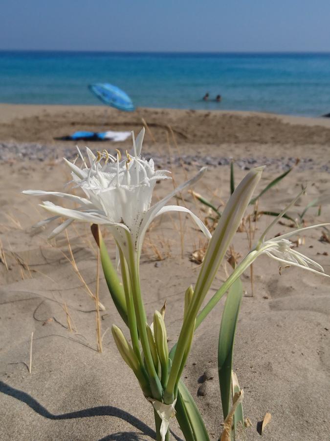Villa Kalliopi Xerokampos  Esterno foto
